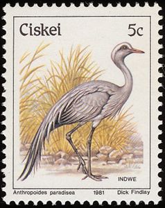 Blue Crane (Anthropoides paradisea)
